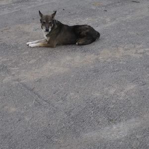 Meet your Posher, Leonardo